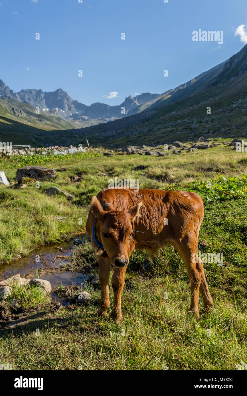 Brown cow on mountain pasture. Brown cow at a mountain pasture in ...