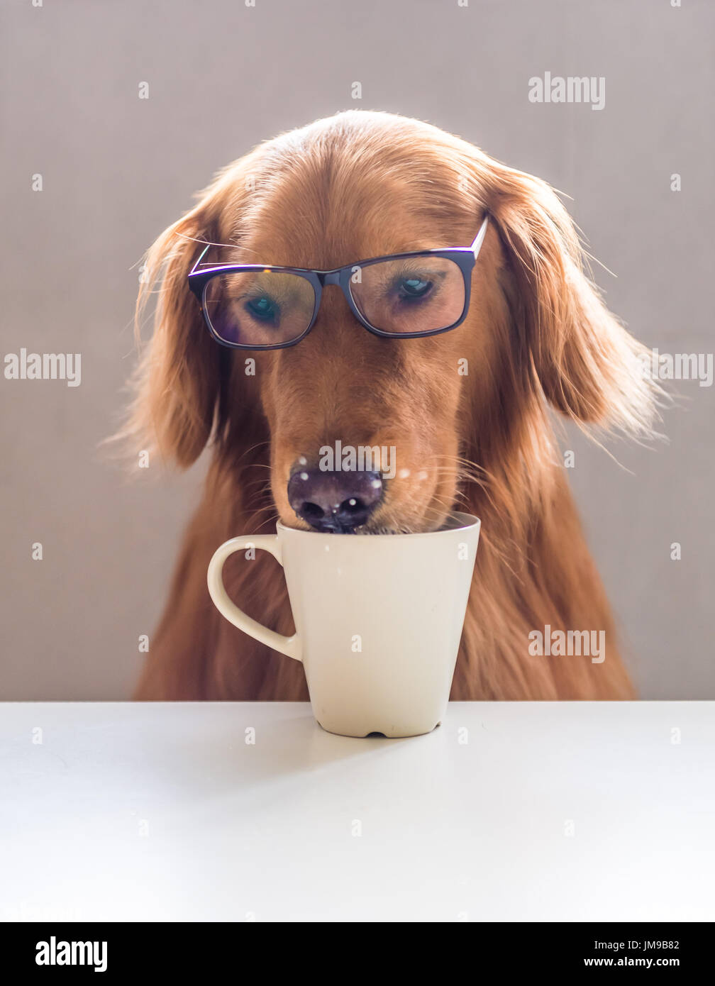 The Golden Retriever and the Cup Stock Photo Alamy