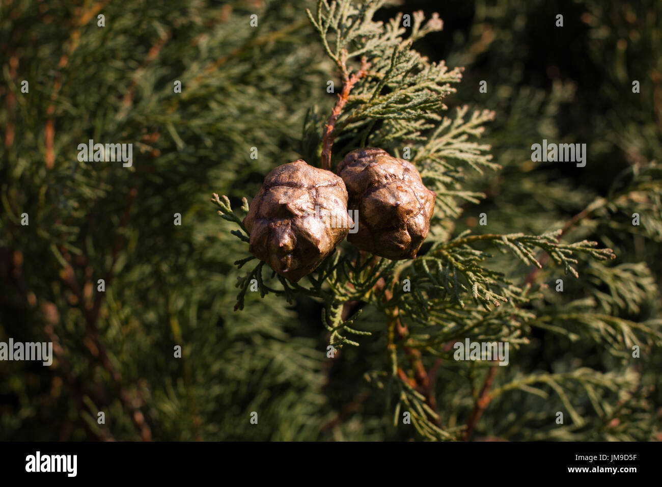 Macro stock photography of the branch of Cupressus arizonica. Conifer needles. Spruce, coniferous Stock Photo