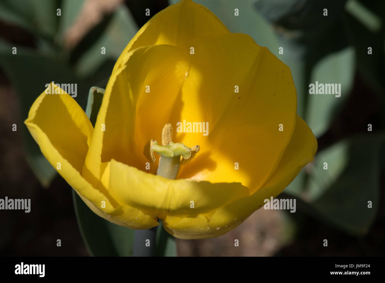 Background of blooming yellow tulips. Emirgan Park. Istanbul, Turkey ...