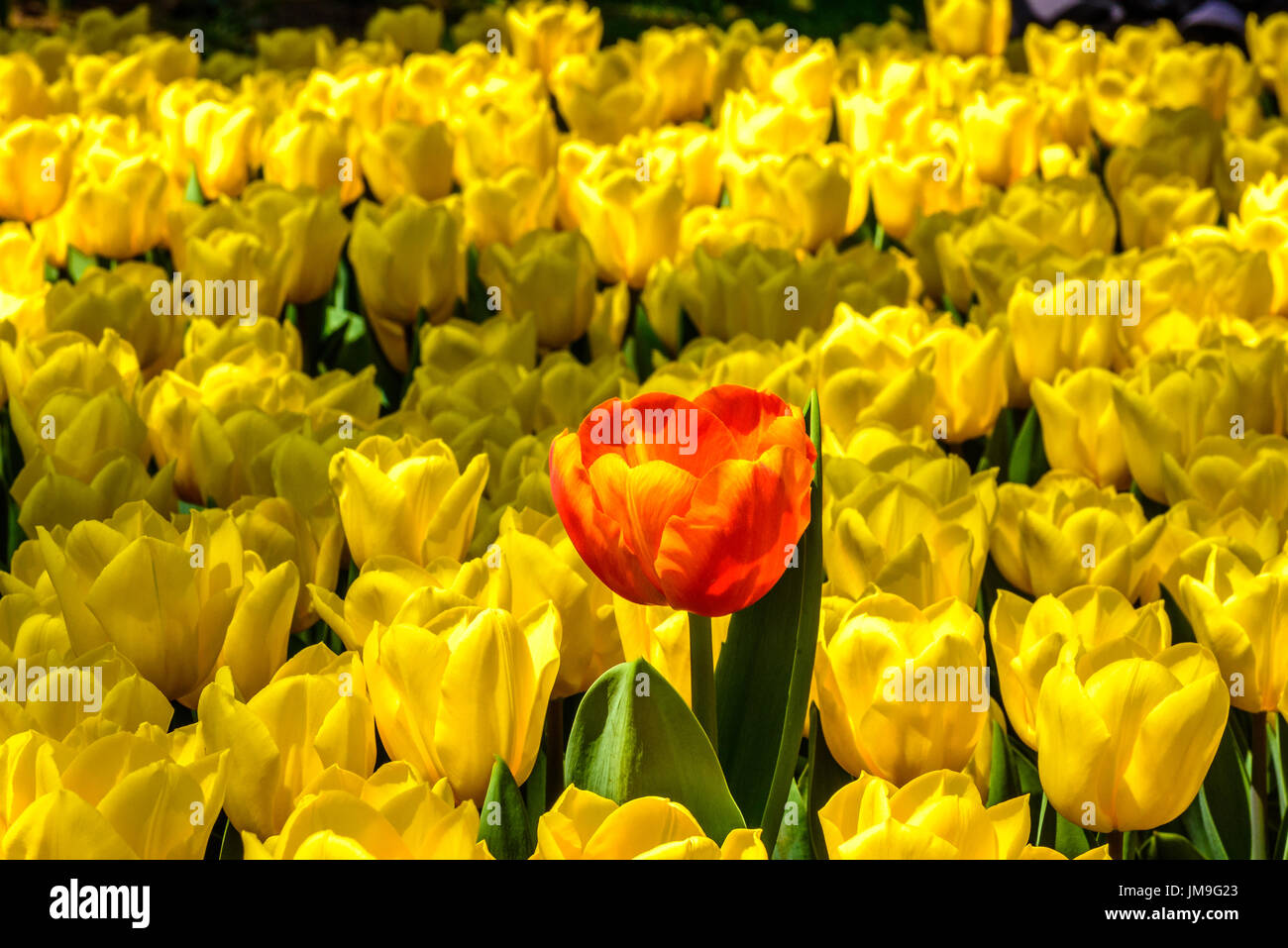 Background of blooming yellow tulips. Emirgan Park. Istanbul, Turkey ...