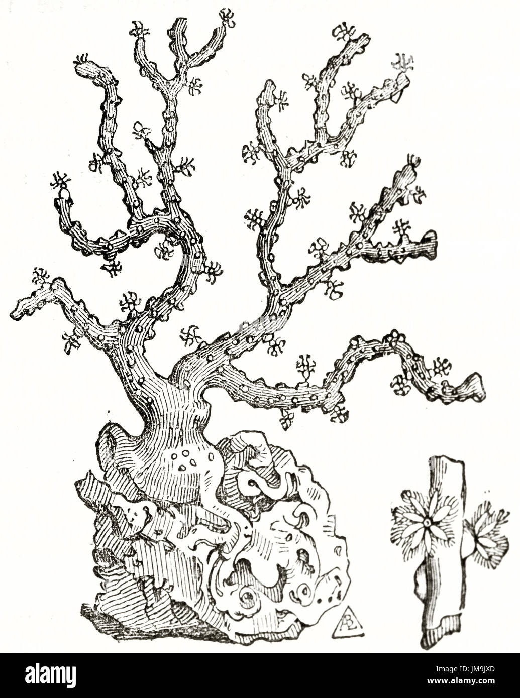 Old illustration of branch coral. By unidentified author, published on Magasin Pittoresque, Paris, 1837 Stock Photo