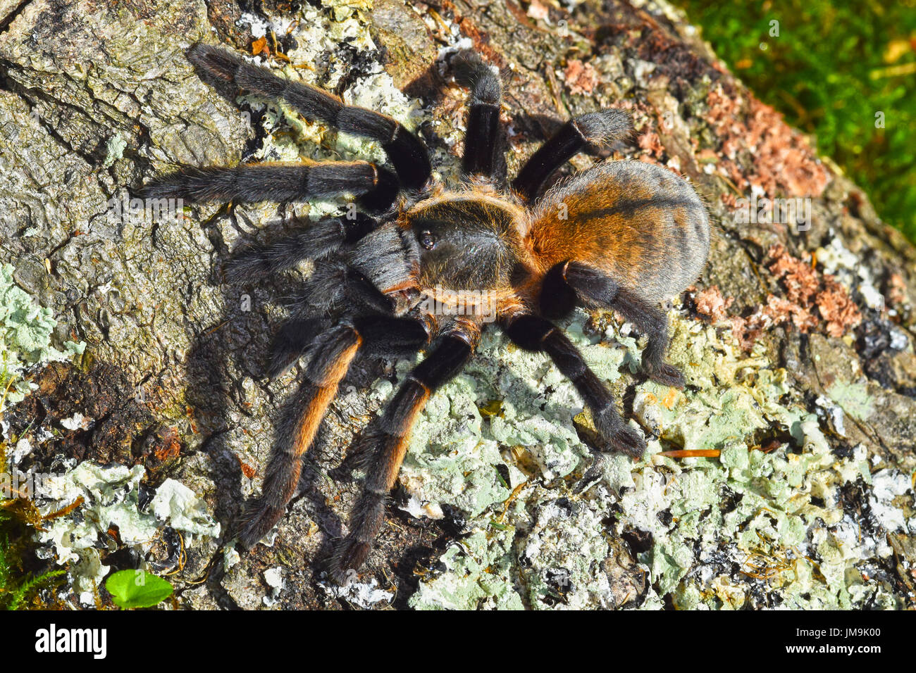 Thai Golden Fringe tarantula (Ornithoctonus aureotibialis) Stock Photo