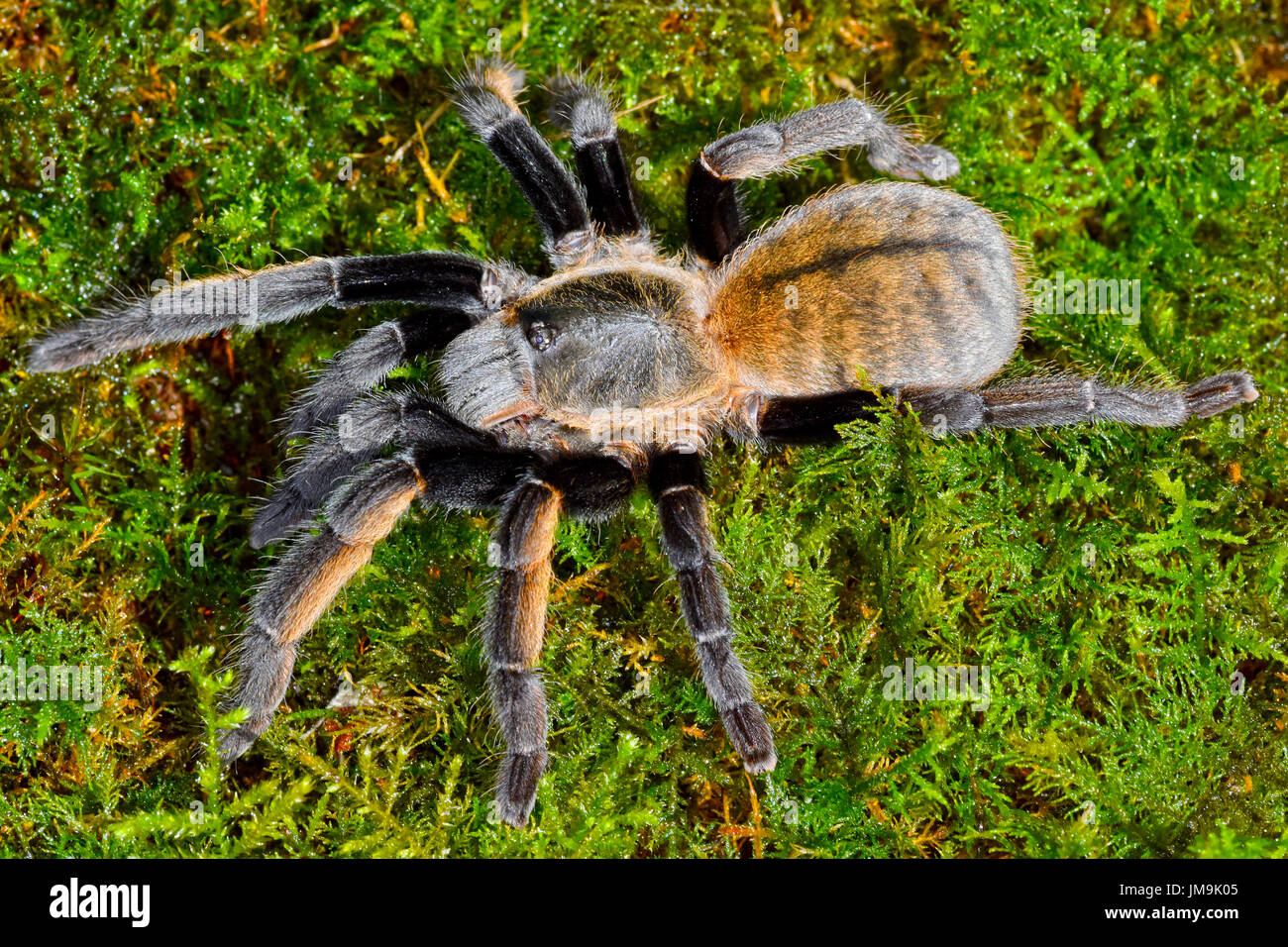 Thai Golden Fringe tarantula (Ornithoctonus aureotibialis) Stock Photo