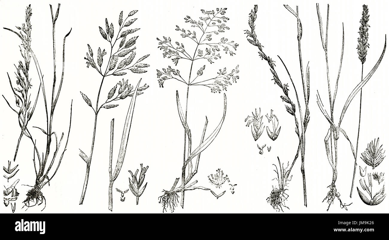 Old illustration of Gramineae plants. By unidentified author, published on Magasin Pittoresque, Paris, 1837 Stock Photo