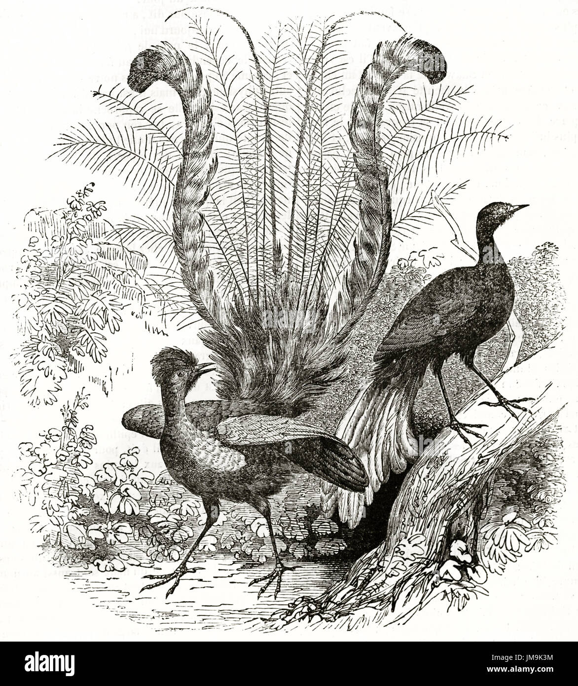 Old illustration of Superb Lyrebird (Menura novaehollandiae). By unidentified author, published on Magasin Pittoresque, Paris, 1837 Stock Photo