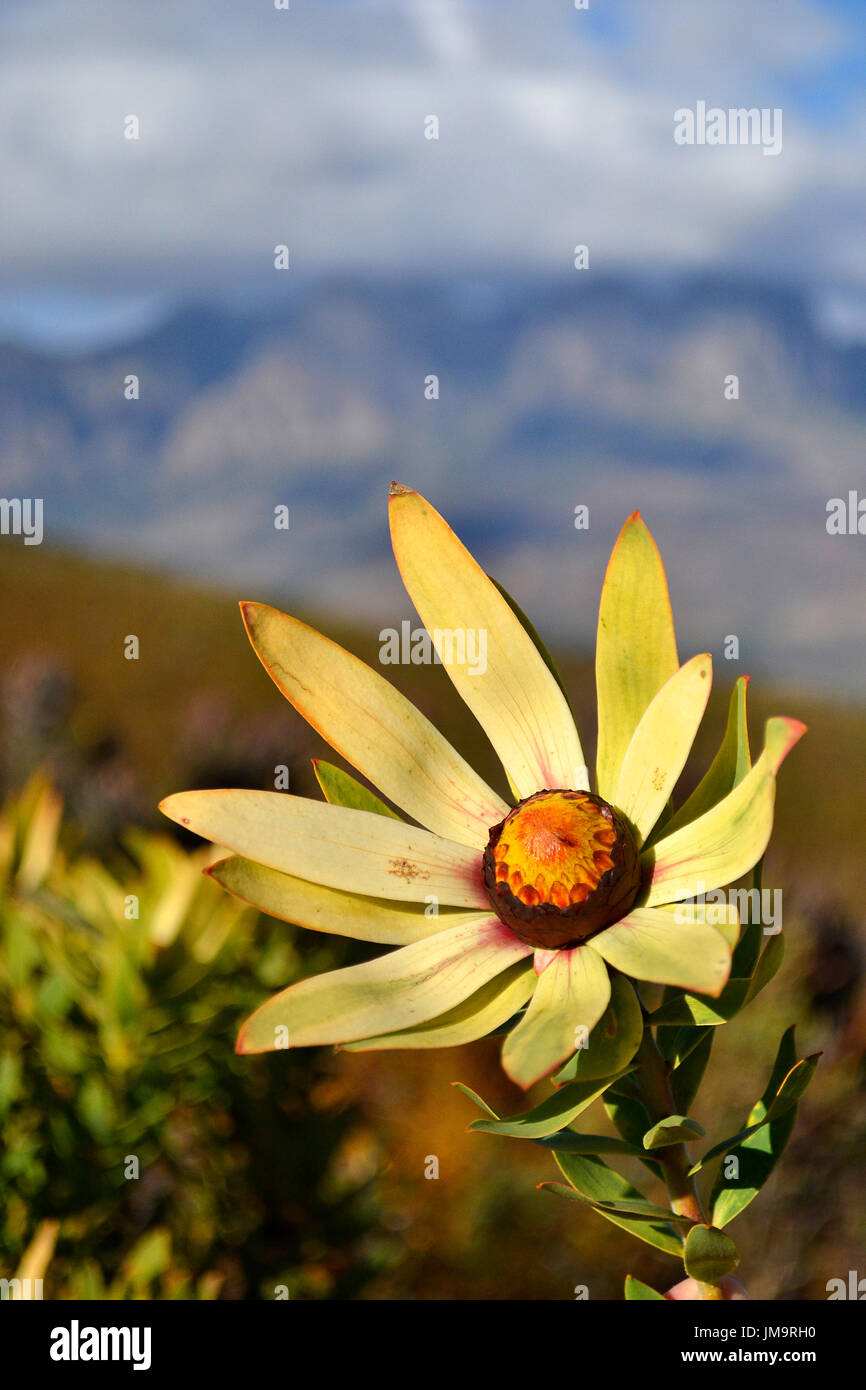 Western Sun Bush (Leucadendron sessile) growing and flowering gloriously on the Helderberg Mountain, South Africa. Stock Photo