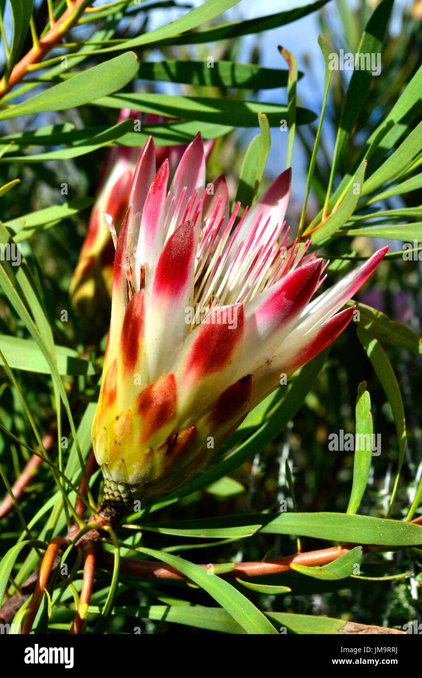 Delicious looking flowerhead of the common sugarbush Protea repens from the Western Cape, South Africa Stock Photo