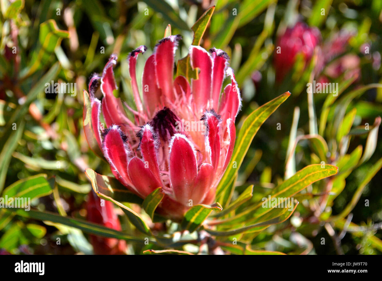 Subtle Protea burchellii blooming exquisitely on the slopes of the Helderberg Mountain, South Africa. Stock Photo