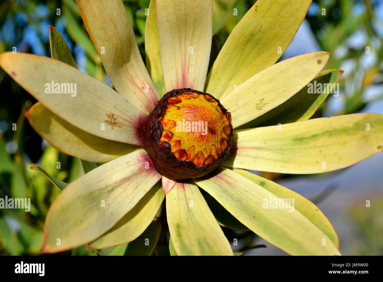 Western Sun Bush (Leucadendron sessile) growing and flowering gloriously on the Helderberg Mountain, South Africa. Stock Photo