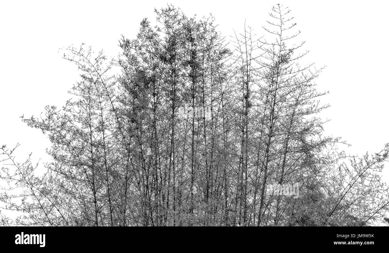 Black and white bamboo with leaves on white background with copy space