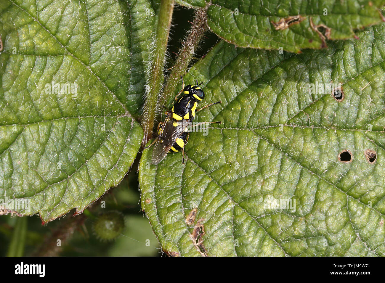 Soldier fly Four-barred Major (Oxycera rara) resting on leaf in hedge Cheshire UK July 3250 Stock Photo