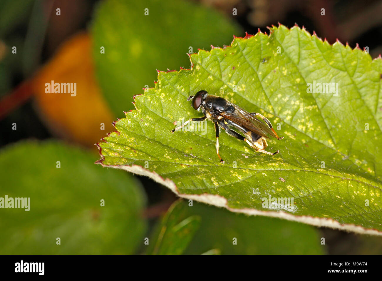 Fly (Xylota sylvarum) resting on leaf at edge of wood Cheshire UK September 50086 Stock Photo