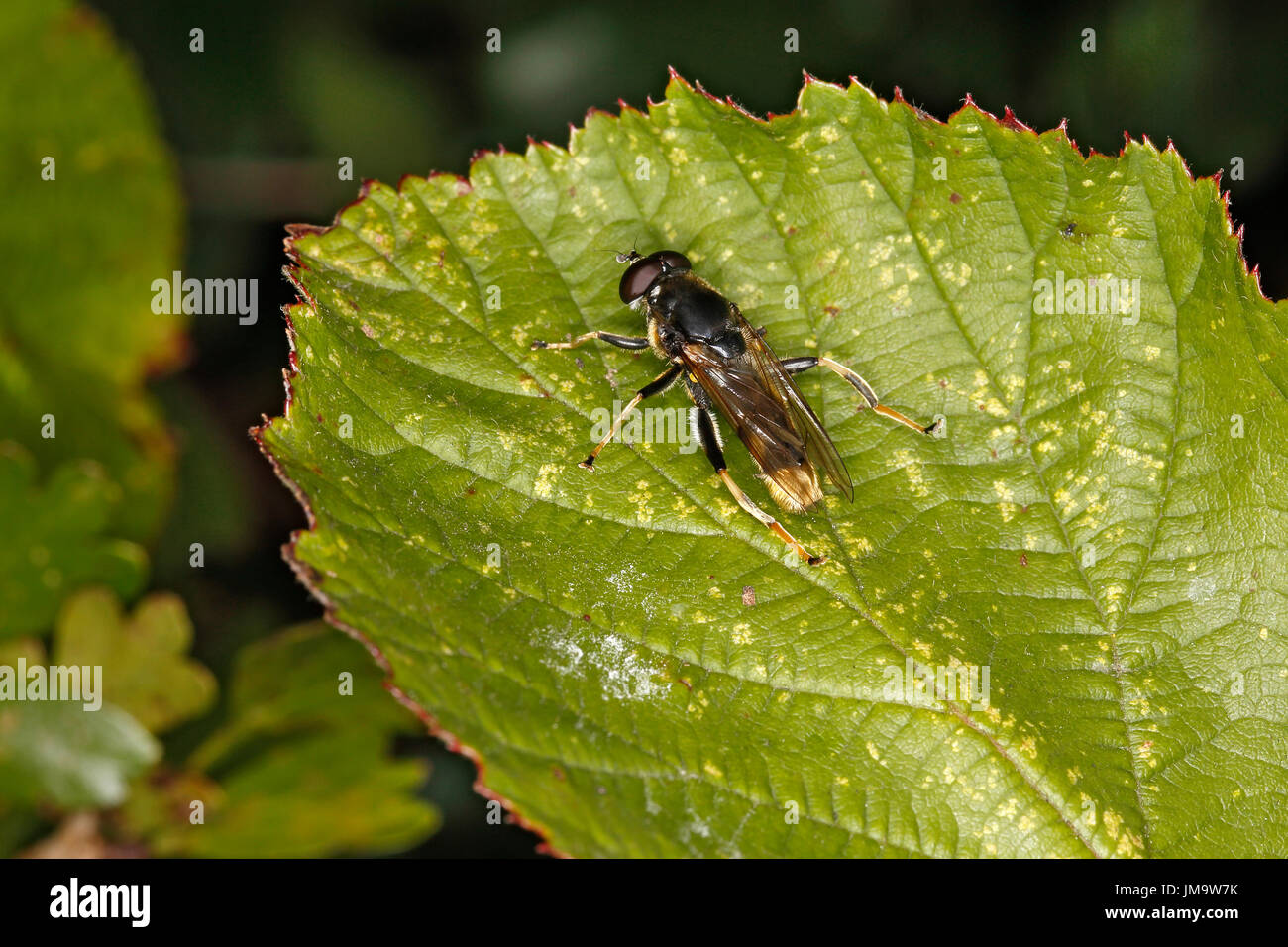 Fly (Xylota sylvarum) resting on leaf at edge of wood Cheshire UK September 50095 Stock Photo