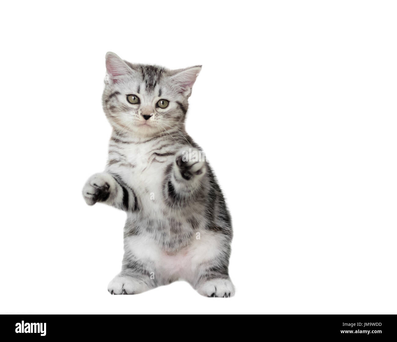 Cute American Shorthair Cat Kitten Isolated O White Background