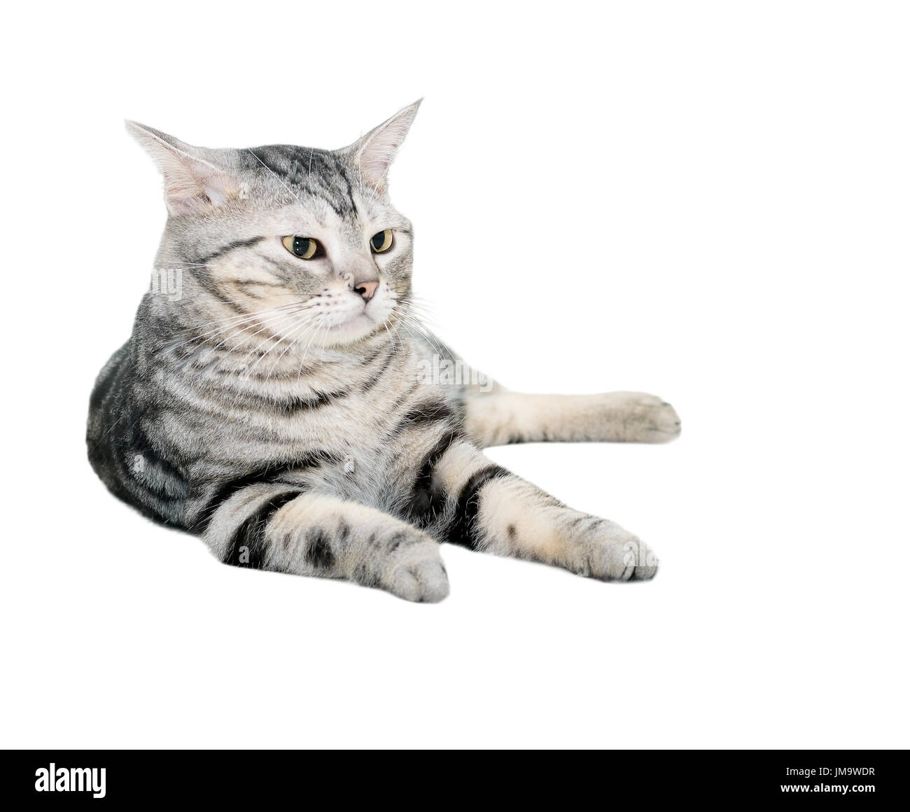 Cute American Shorthair Cat Kitten Isolated On White Background