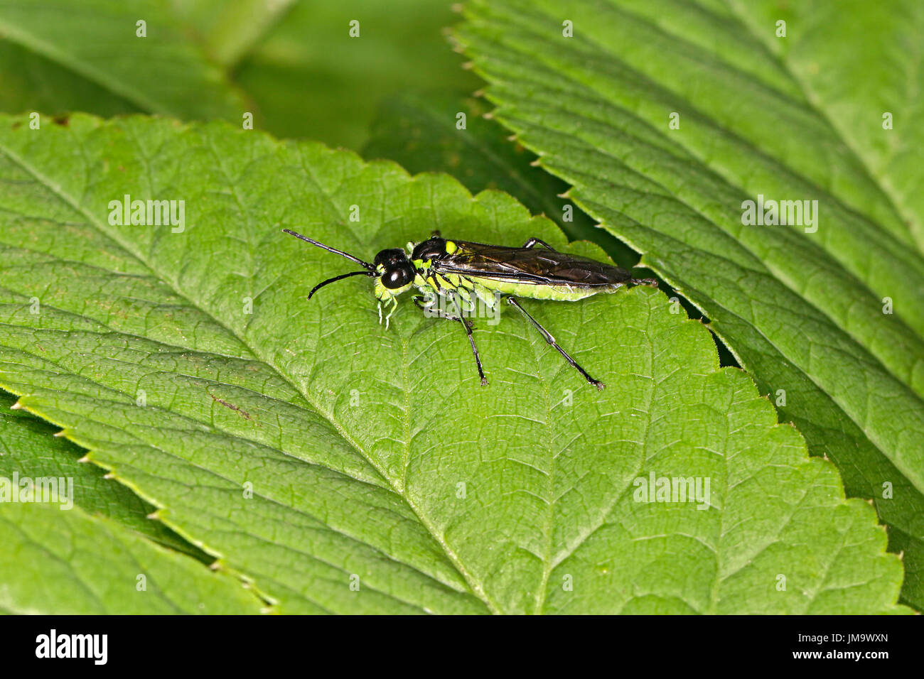 Sawfly (Tenthredo mesomela) on leaf in hedge at the edge of farmland Cheshire UK May 0751 Stock Photo