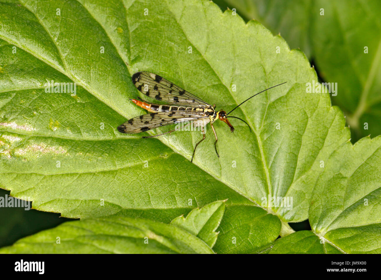 Scorpion Fly (Panorpa species) female on leaf at edge of meadow Cheshire UK May 0869 Stock Photo