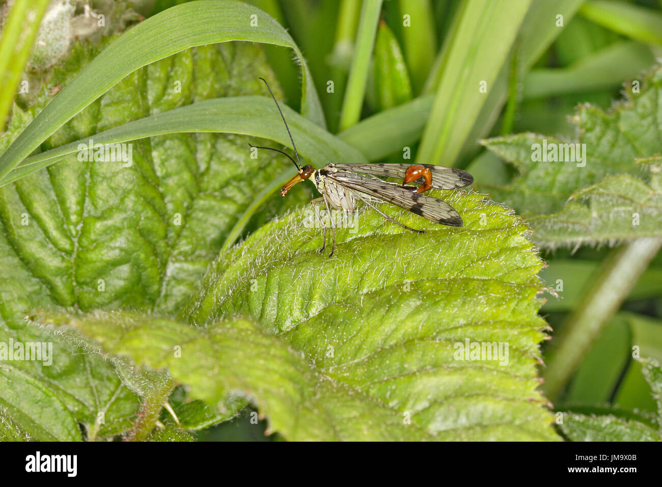 Scorpion Fly (Panorpa species) male on leaf in woodland around lake Cheshire UK June 2050 Stock Photo