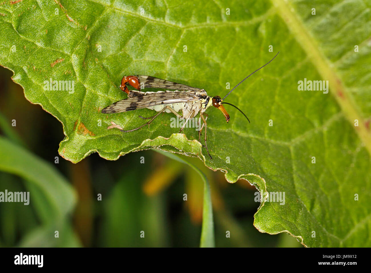 Scorpion Fly (Panorpa species) male on leaf in woodland around lake Cheshire UK June 2519 Stock Photo