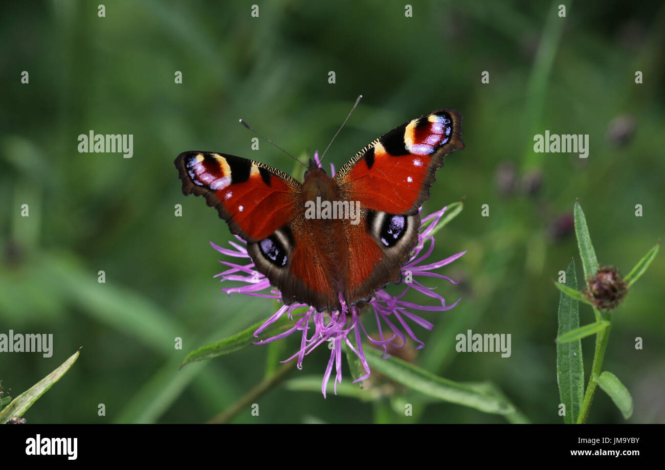 Very nice example of a Peacock Butterfly Stock Photo