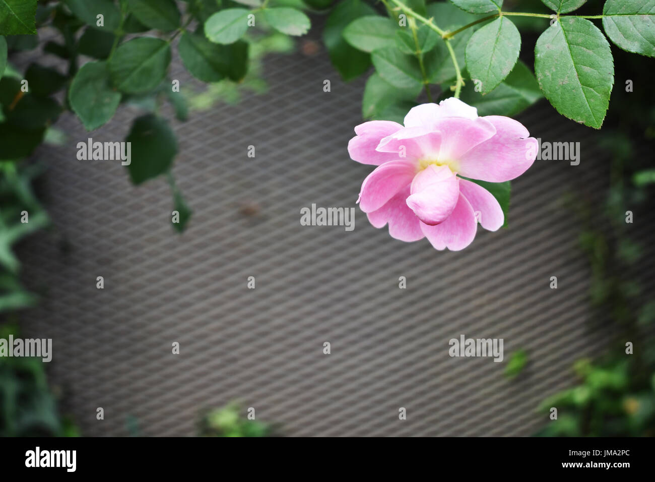 Natural photo frame with pink flower Stock Photo - Alamy