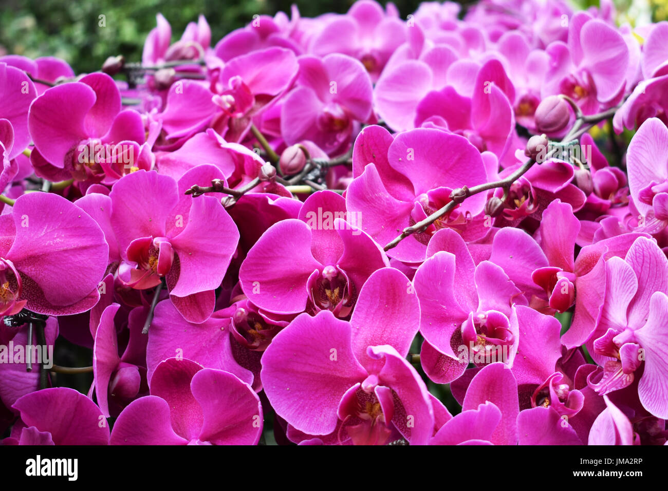 Purple blooming orchid Stock Photo