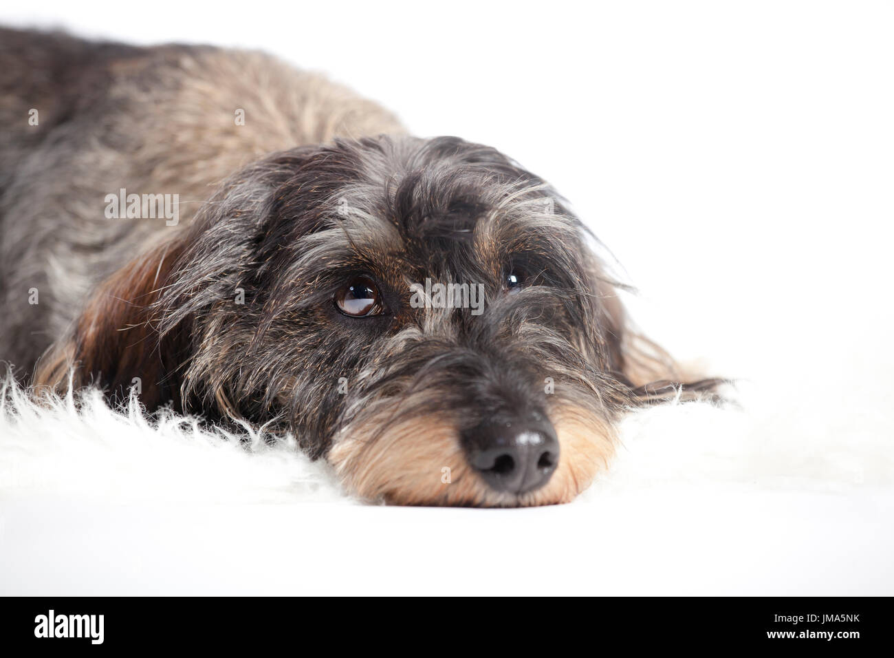 A small wire-haired Dachshund isolated against white background Stock Photo