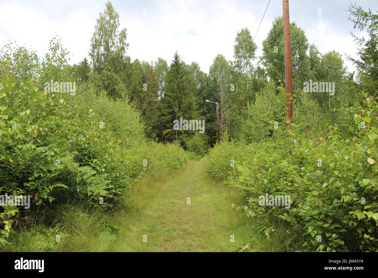 Overgrown cross-country ski track in the Scandinavian forest Stock Photo