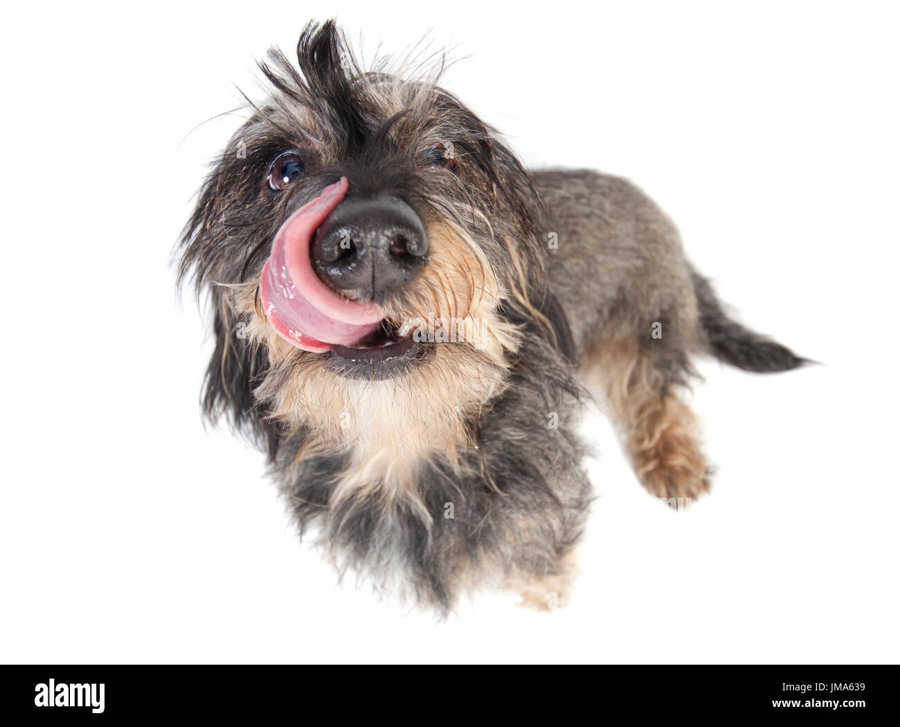 A Small Wire Haired Dachshund Isolated Against White Background
