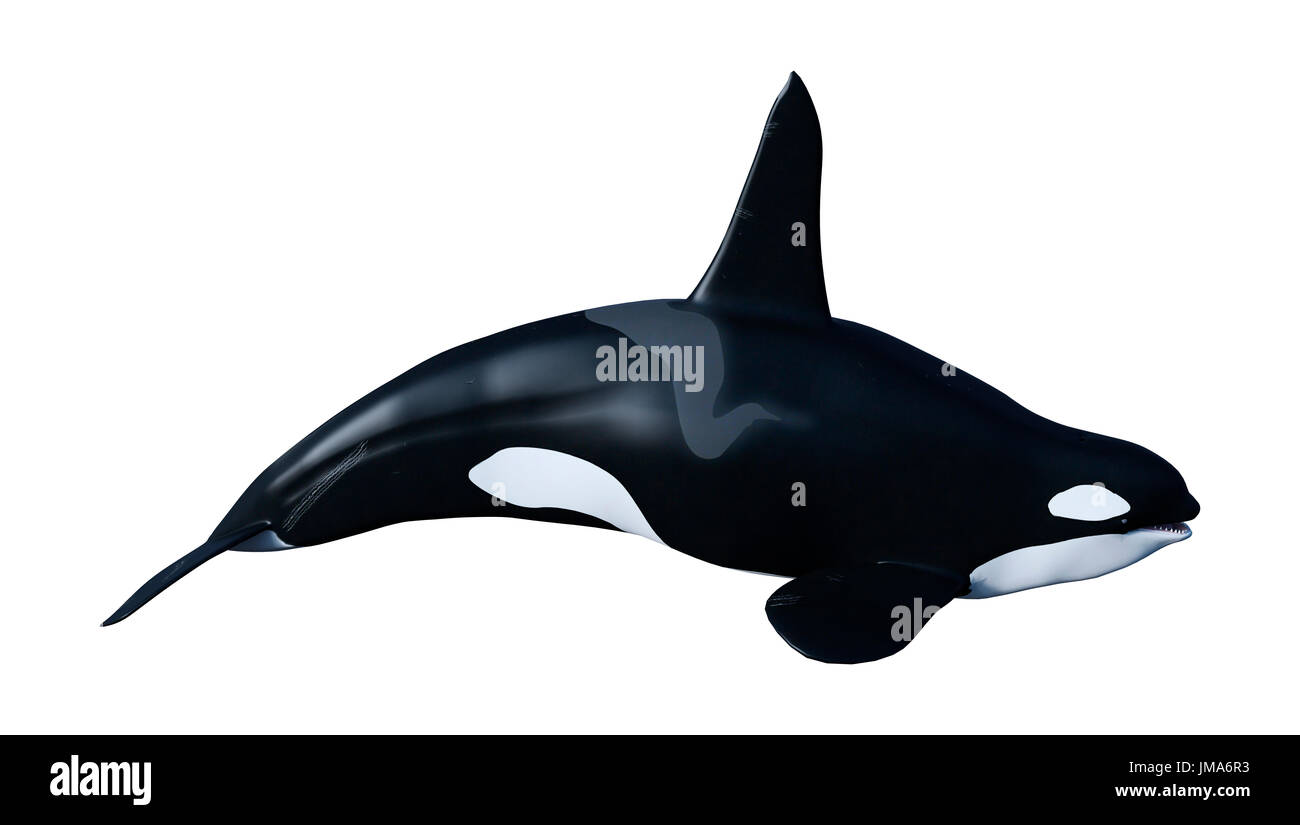 3D rendering of a killer whale or orca or Orcinus orca isolated on ...