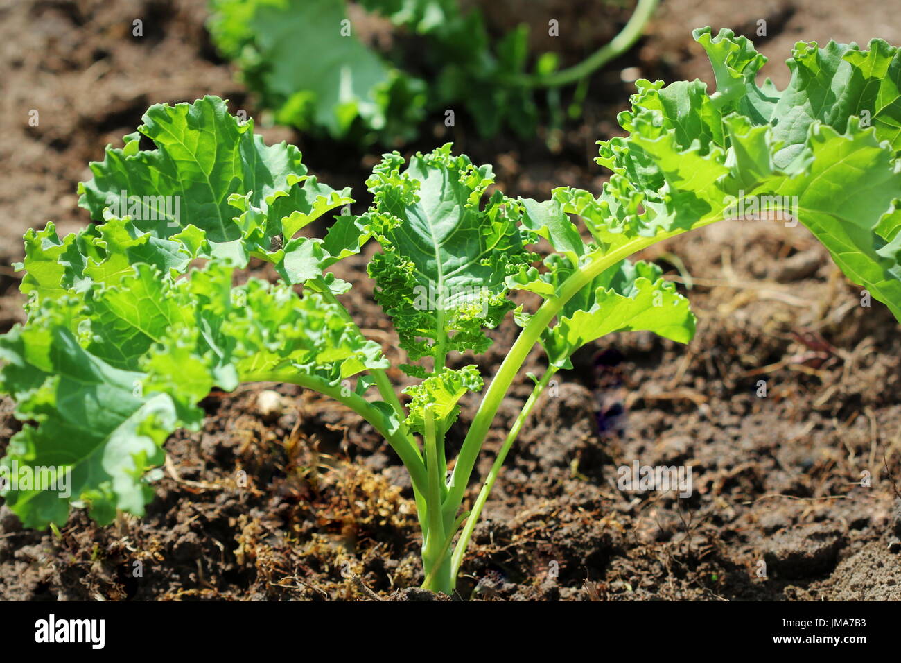 Young kale growing in the vegetable garden Stock Photo Alamy