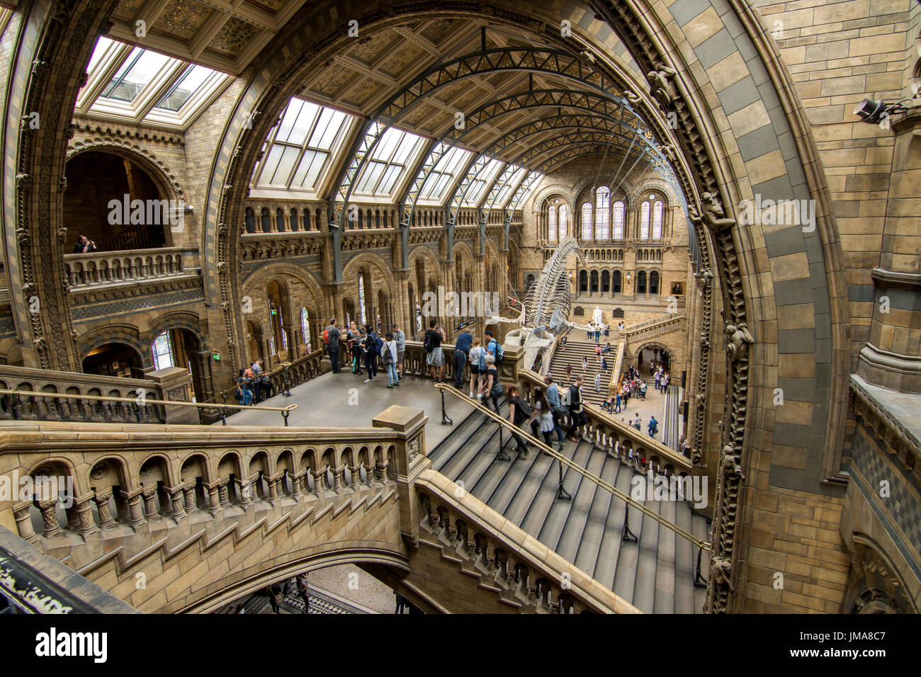 London, UK - July 25, People visiting the new Hintze hall in the Natural History Museum featuring a blue whale skeleton Stock Photo