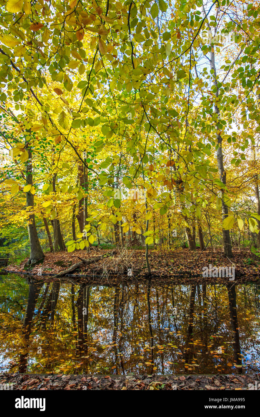 autumn forest by shore of lake Stock Photo - Alamy