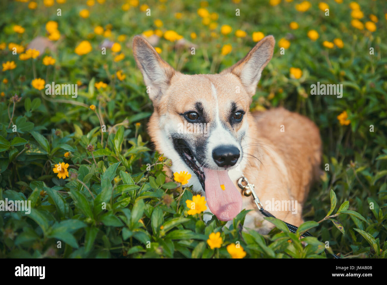 Welsh corgi puppy hi-res stock photography and images - Alamy