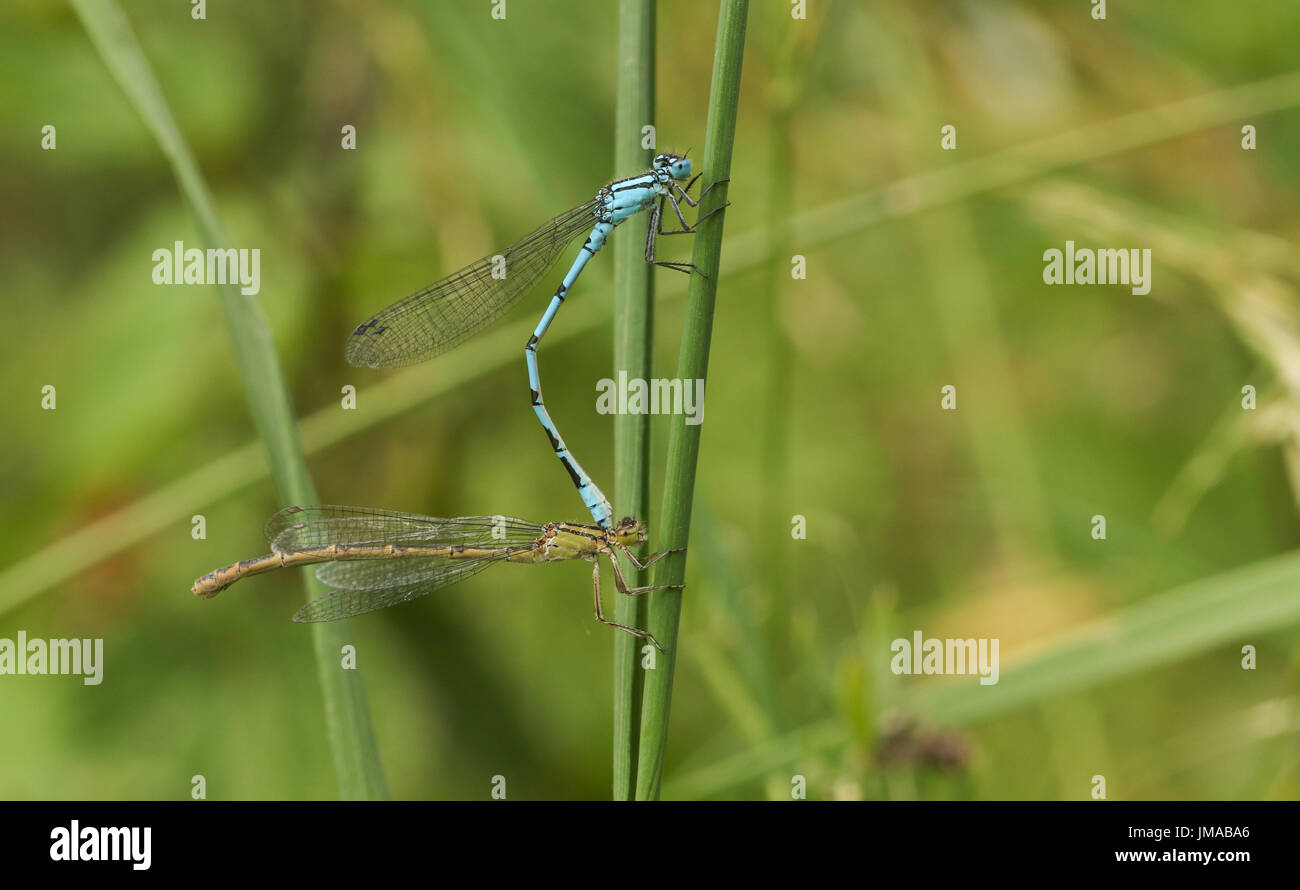 A mating pair of Common Blue Damselfly (Enallagma cyathigerum) perched ...