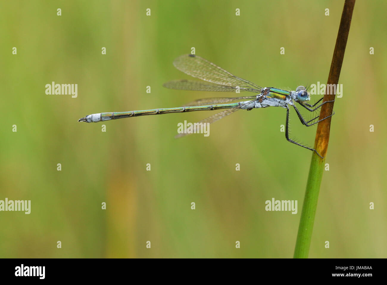A beautiful female Emerald Damselfly (Lestes sponsa) perched on a reed ...