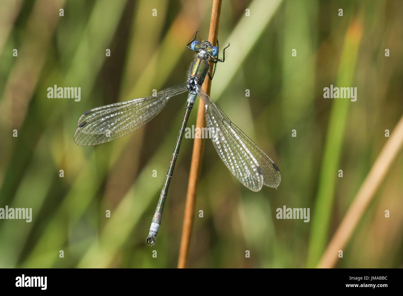 A rare Scarce Emerald Damselfly (Lestes dryas) perched on a reed. Stock Photo