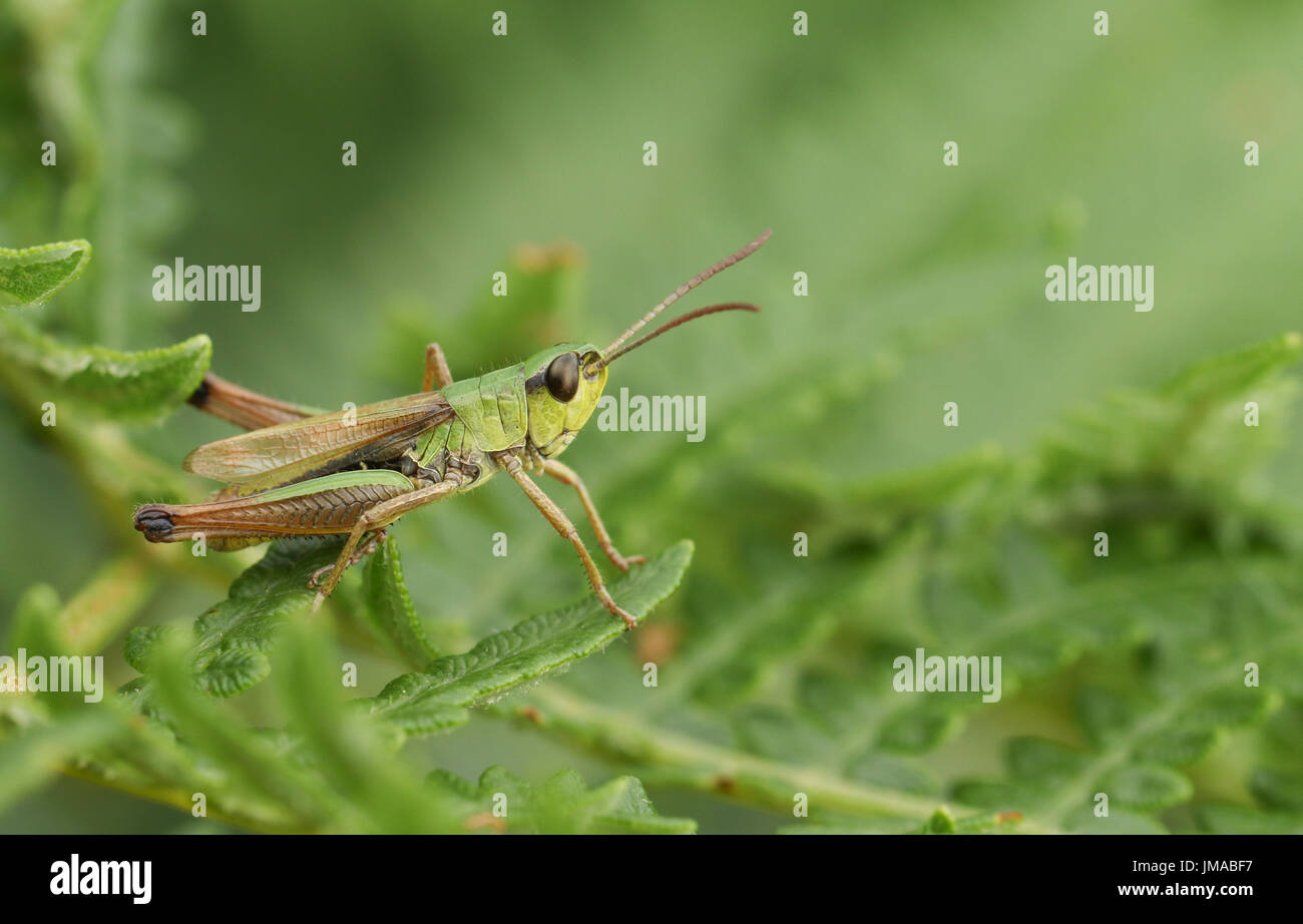 Meadow Grasshopper (Chorthippus parallelus) perched on bracken. Stock Photo