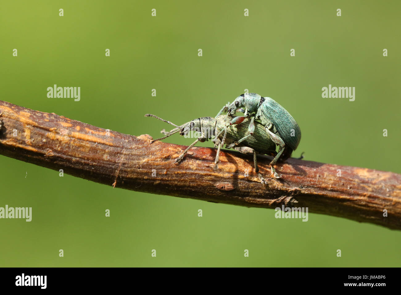 A mating pair of pretty Green Leaf Weevil (Phyllobius maculicornis