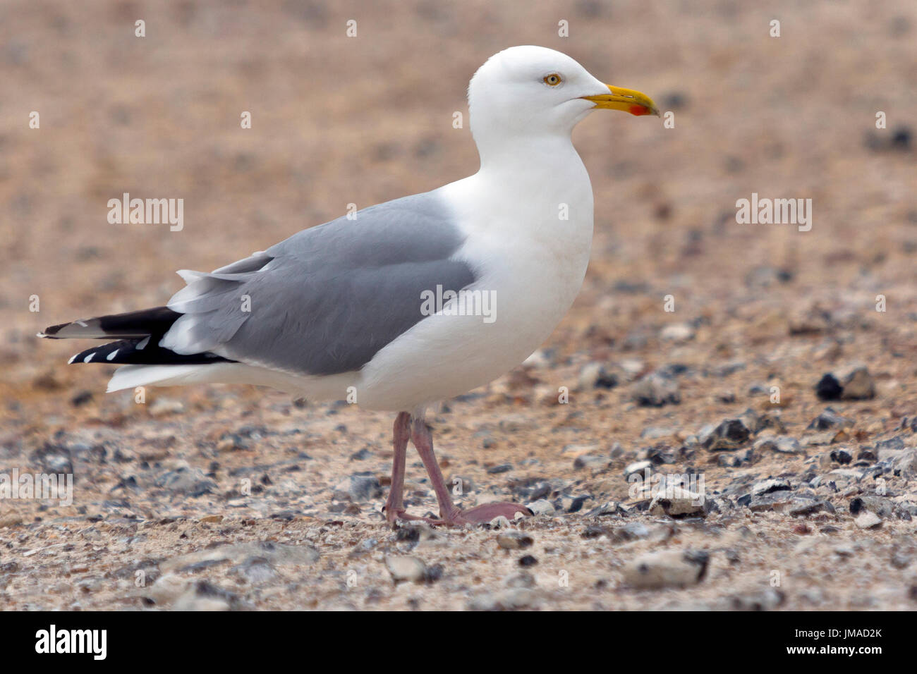 Larus argentatus, herring, gull, seagull, Isle of Wight, England, UK