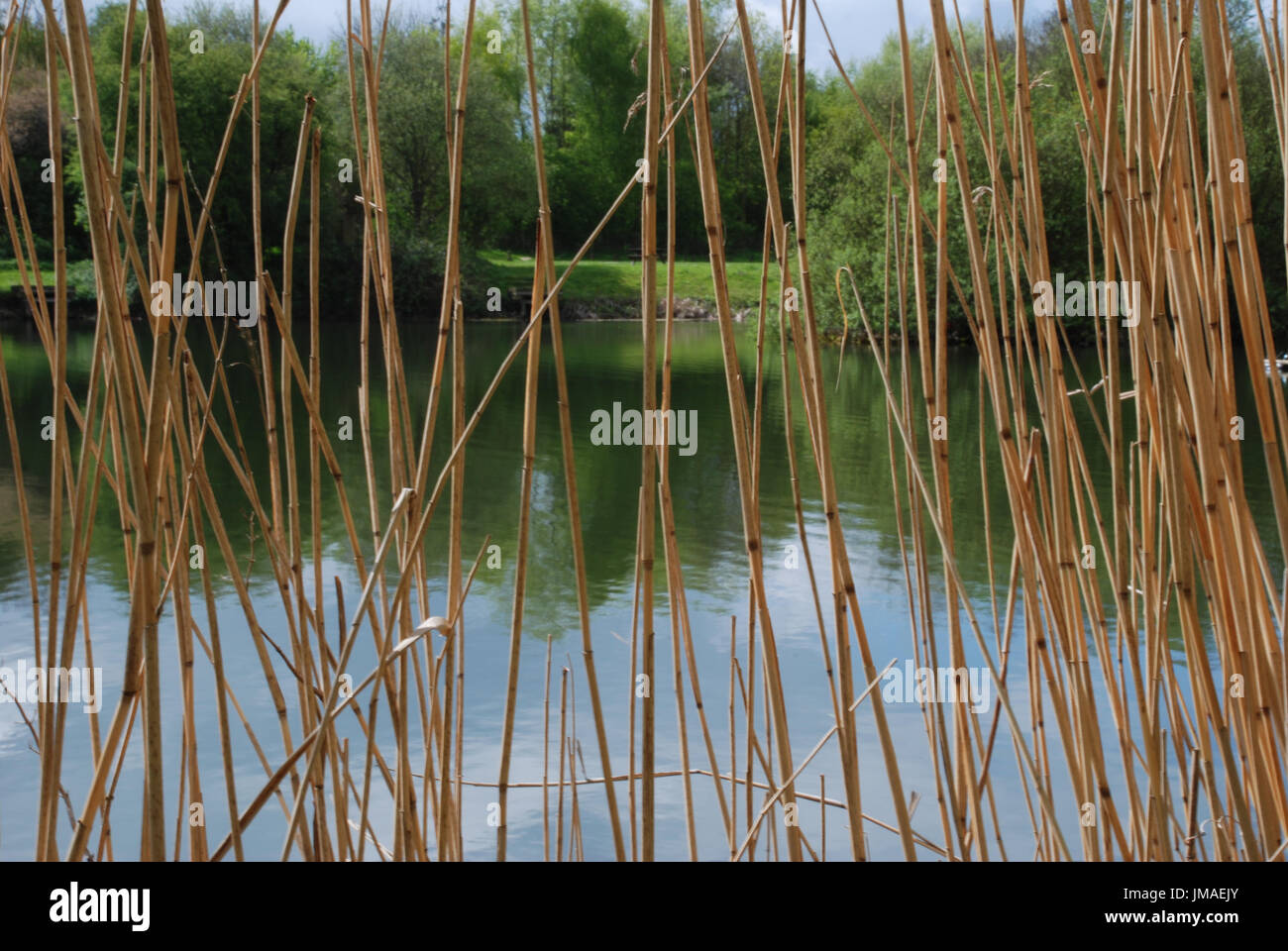 View from the pond side, looking through the reeds. Yorkshire fishing pond, photo taken spring 2017 Stock Photo