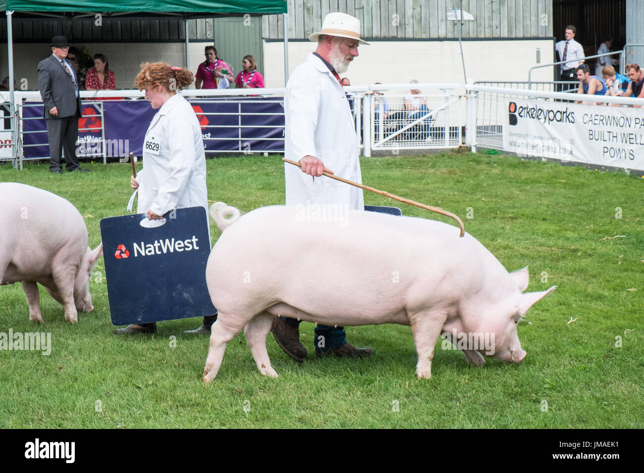 Pig show hires stock photography and images Alamy