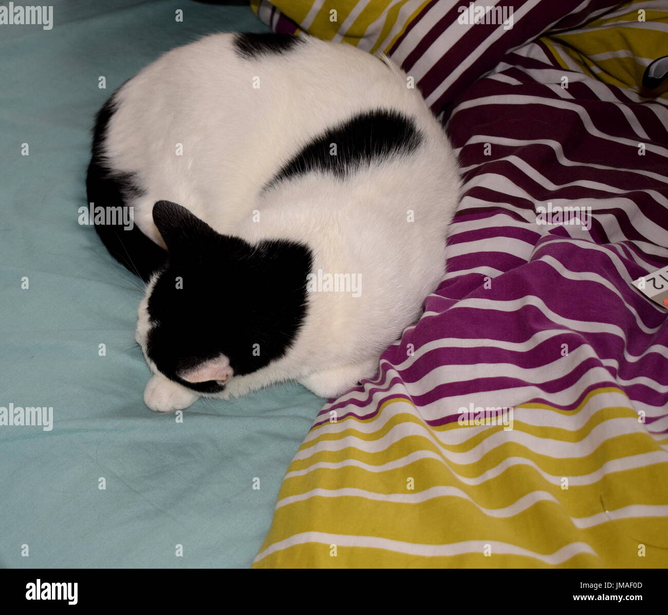 Sleeping cat in bed hires stock photography and images Alamy
