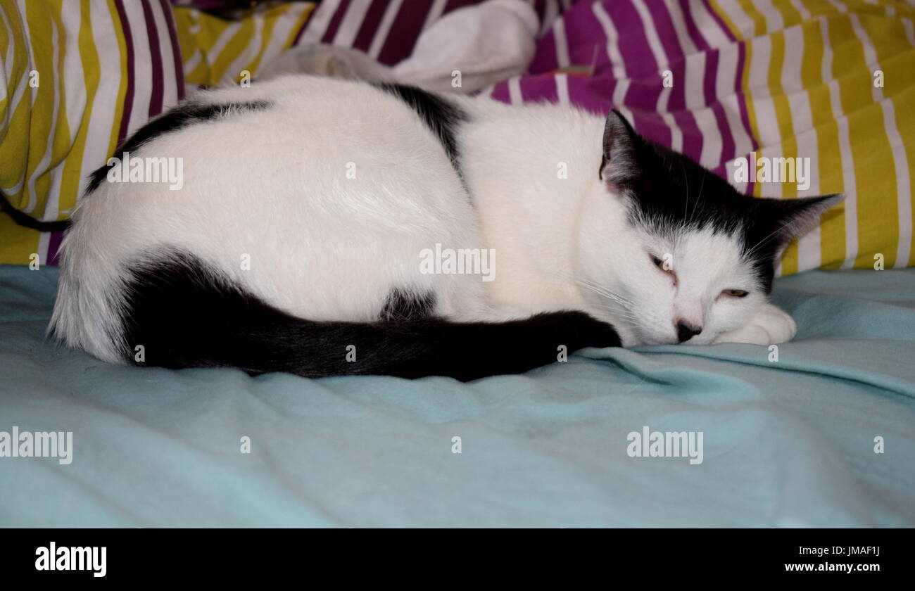 cat on a bed looking into the camera Stock Photo - Alamy