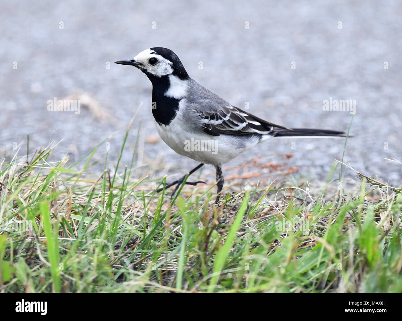 Wusterhausen, Germany. 24th July, 2017. A wagtail on the verge of a path in Wusterhausen, Germany, 24 July 2017. Photo: Soeren Stache/dpa/Alamy Live News Stock Photo