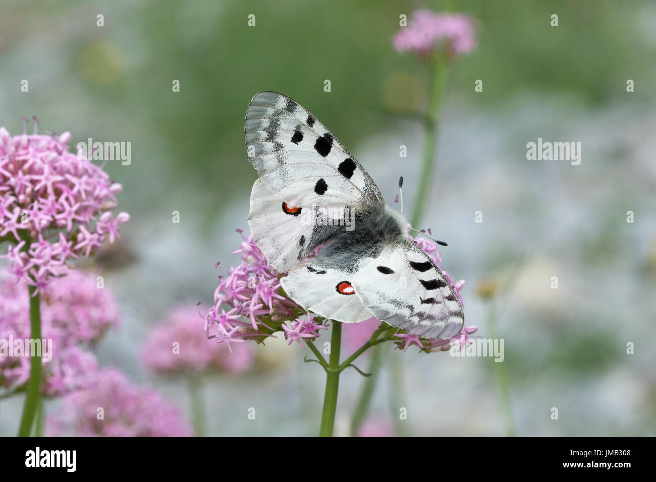 A beautiful Apollo butterfly (Parnassius apollo) nectaring on pink valerian wildflowers in the French Alps Stock Photo