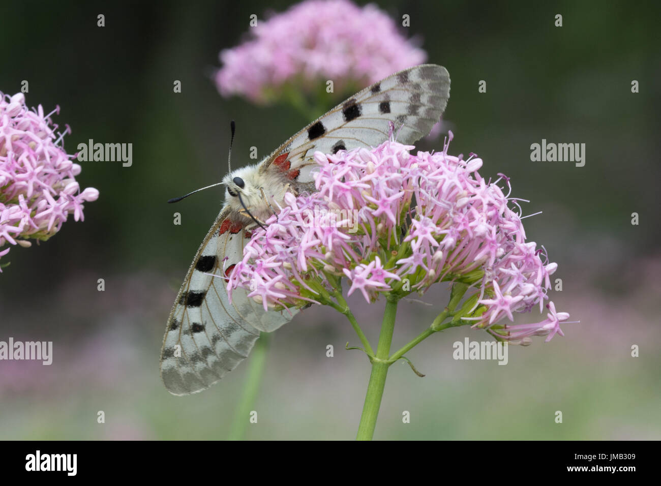 A beautiful Apollo butterfly (Parnassius apollo) nectaring on pink valerian wildflowers in the French Alps Stock Photo