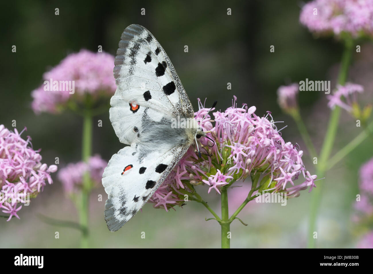 A beautiful Apollo butterfly (Parnassius apollo) nectaring on pink valerian wildflowers in the French Alps Stock Photo