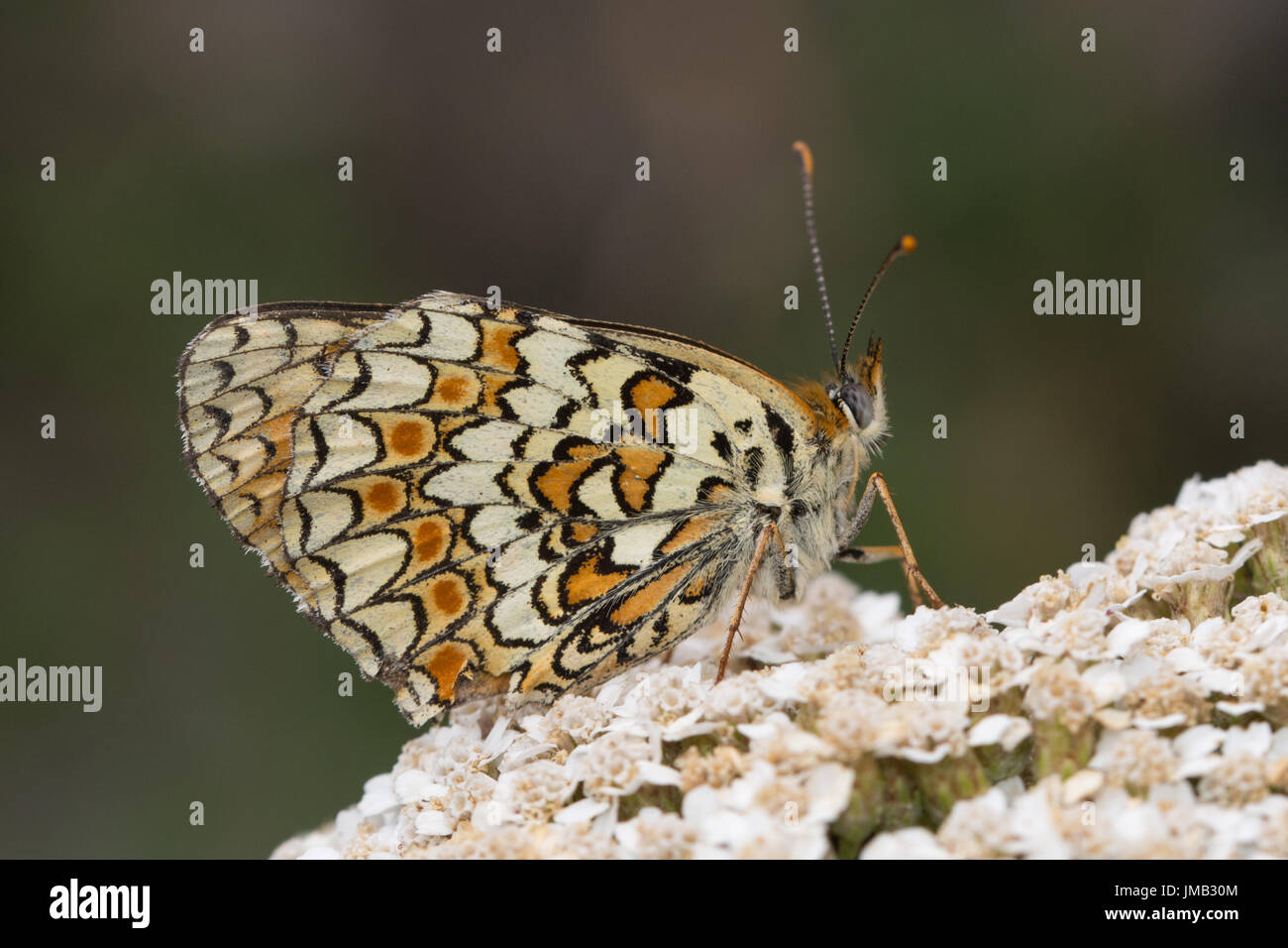 Close-up of knapweed fritillary butterfly (Melitaea phoebe) on wildflower in the French Alps Stock Photo